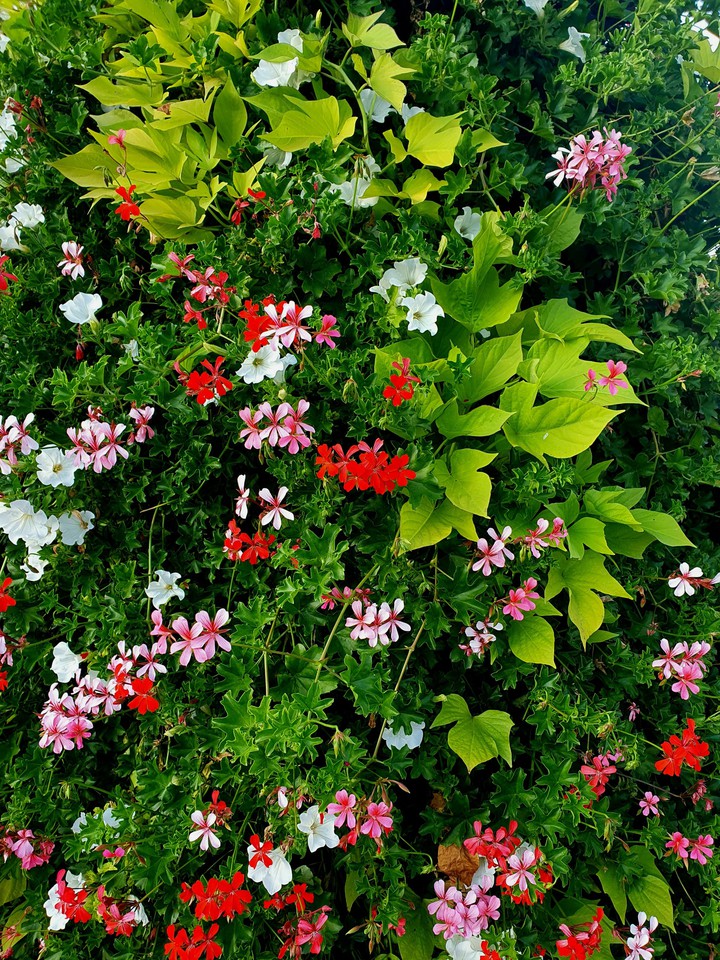 Colorful flowers