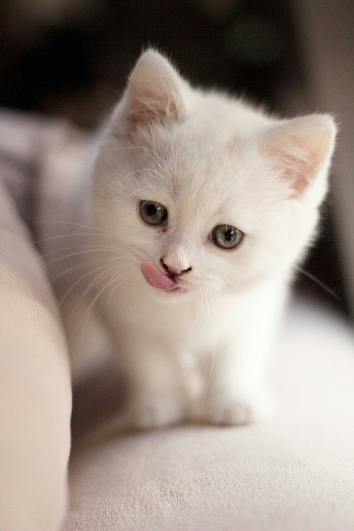 cute cat.2!!!!!