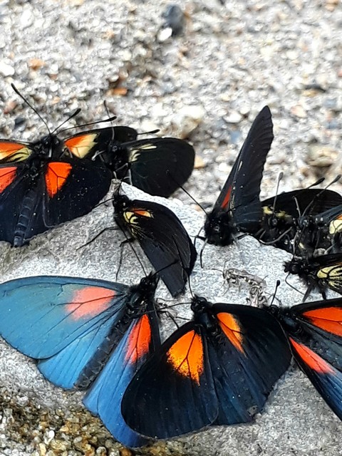 mariposas cerca al rio