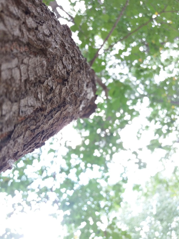 Trees#West Azarbaycan#chaldoran