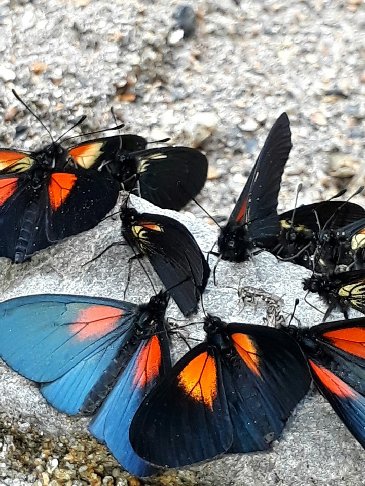 mariposas cerca al rio
