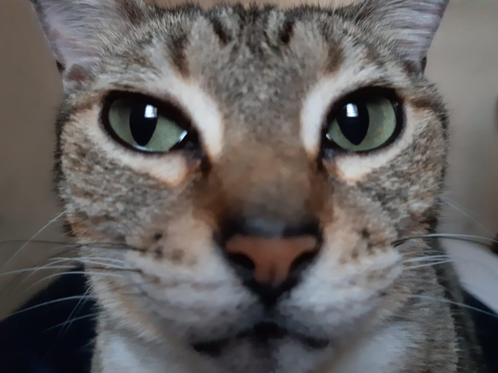 tereza#cat#fofa