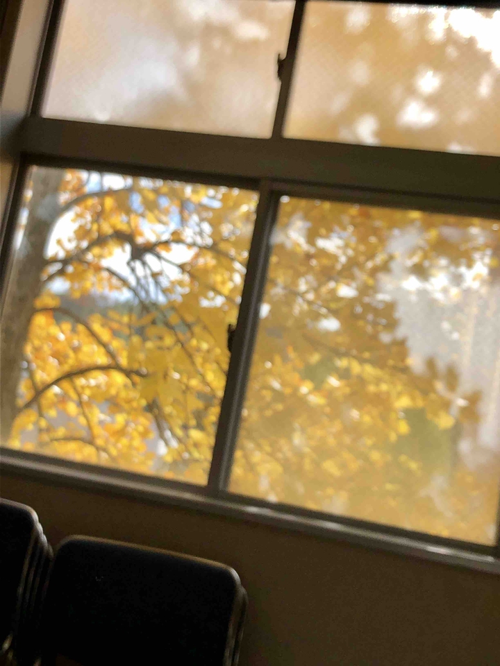 yellow leaves