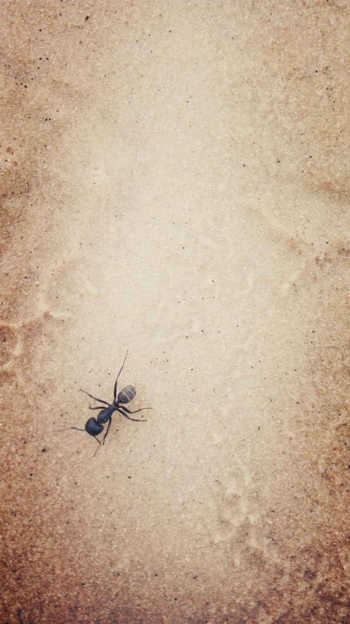 Big ant