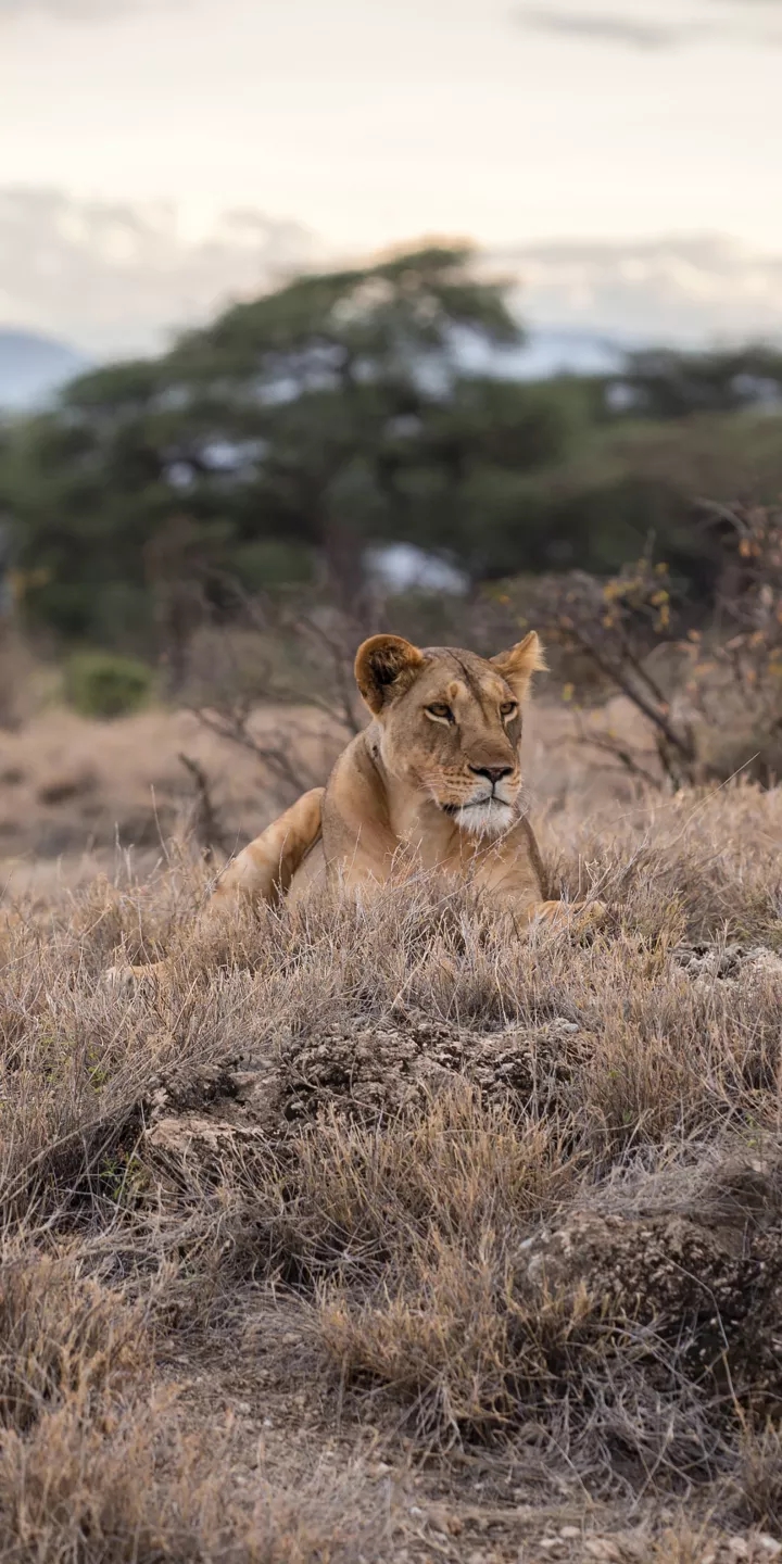 sad lioness