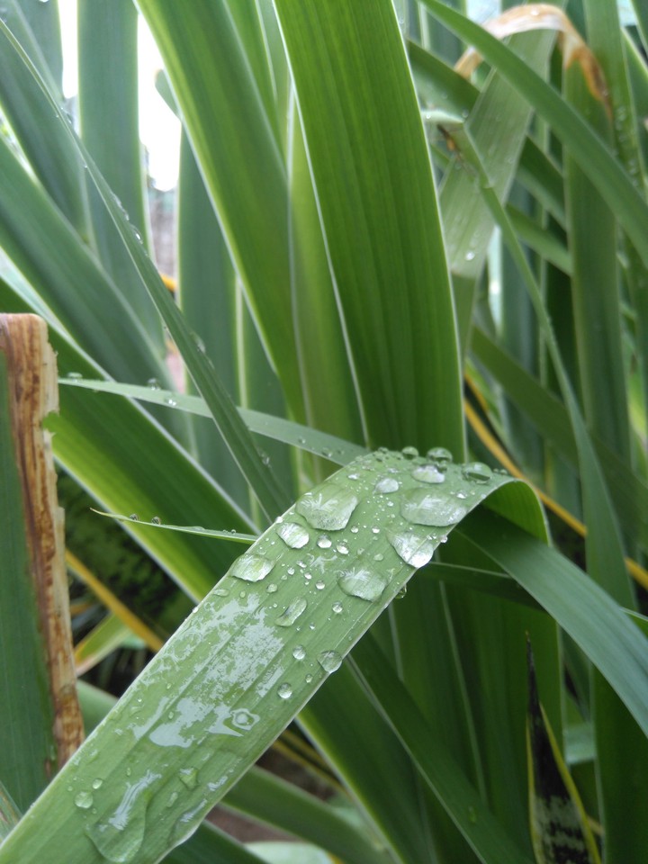 raindrops?