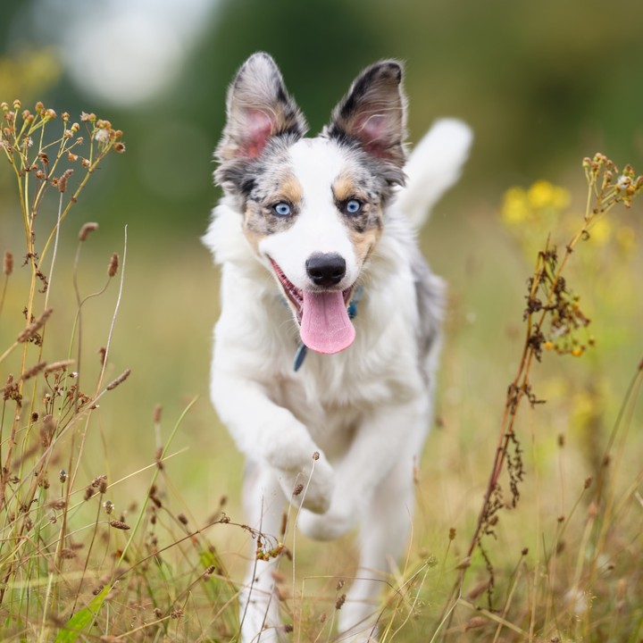 Boarder collie