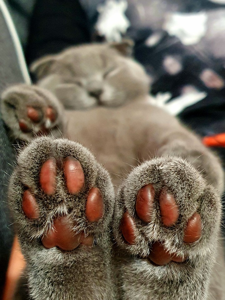 sleeping kitty