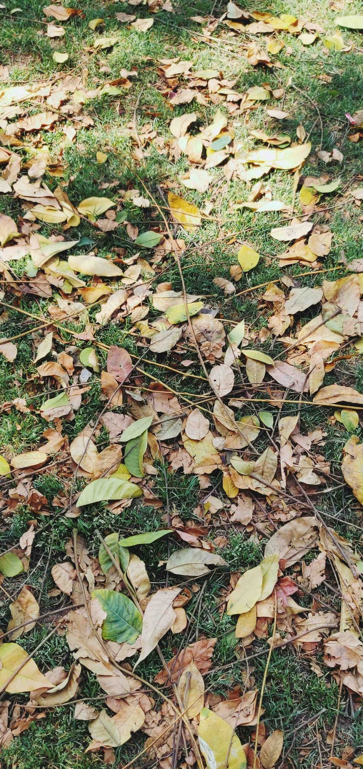 Leaves