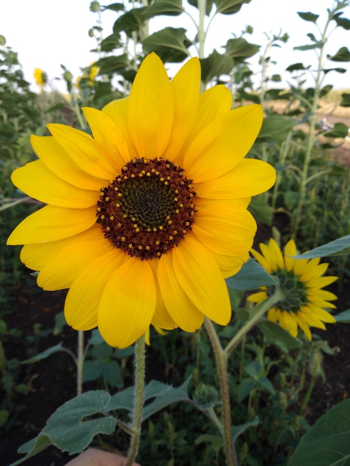 sunflower