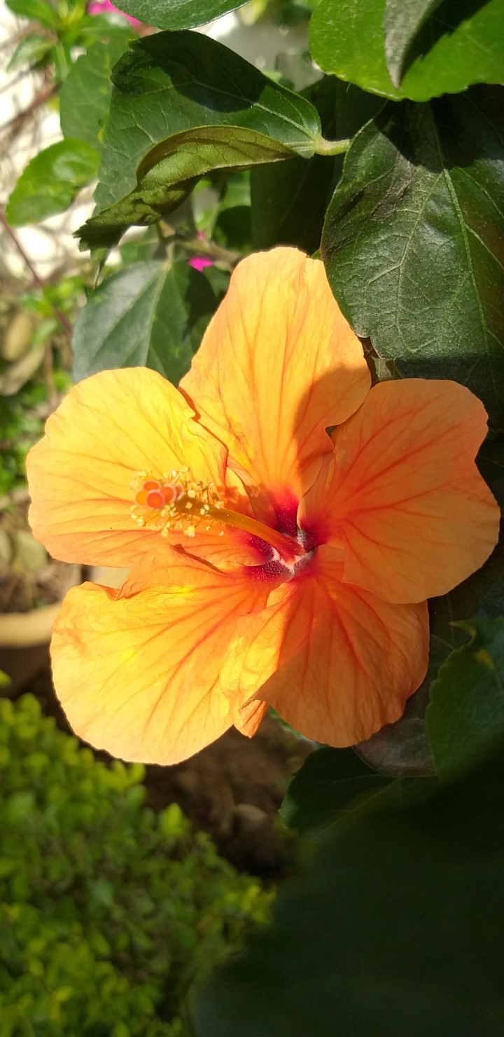 Orange Hibiscus