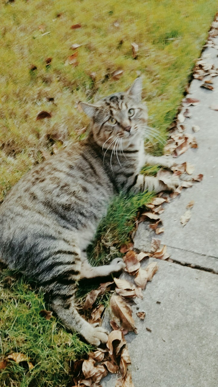 what would you name him?