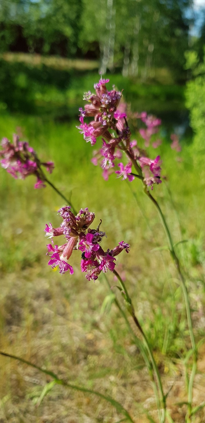 flowers цветы