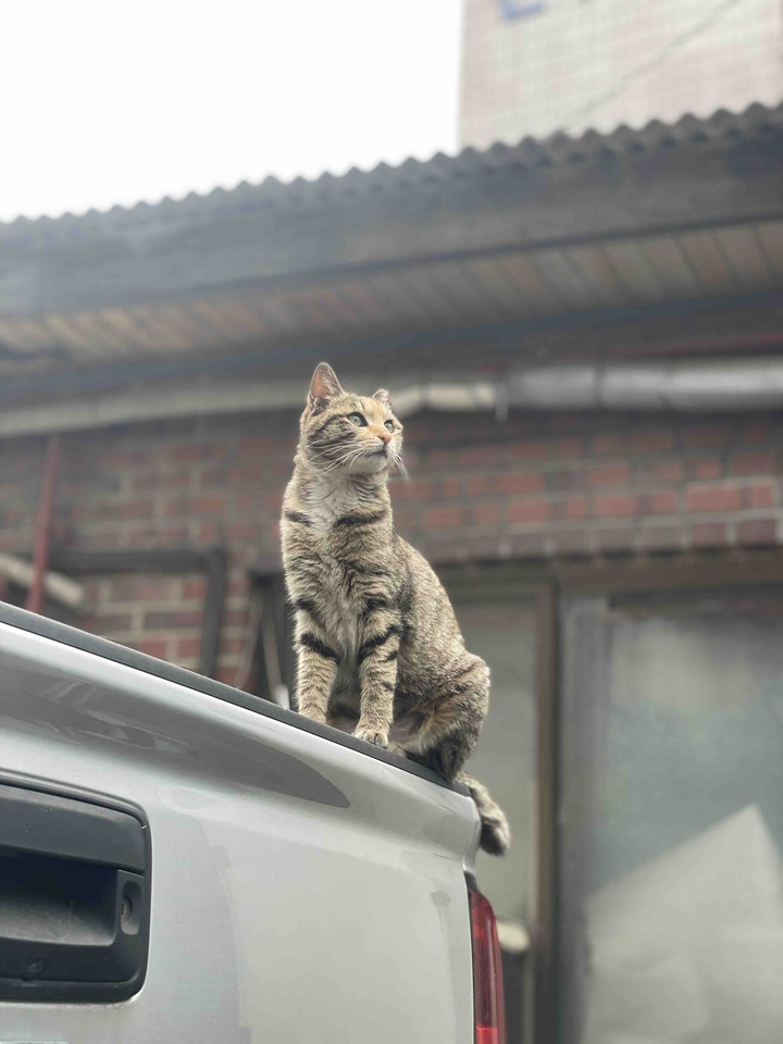 고양이