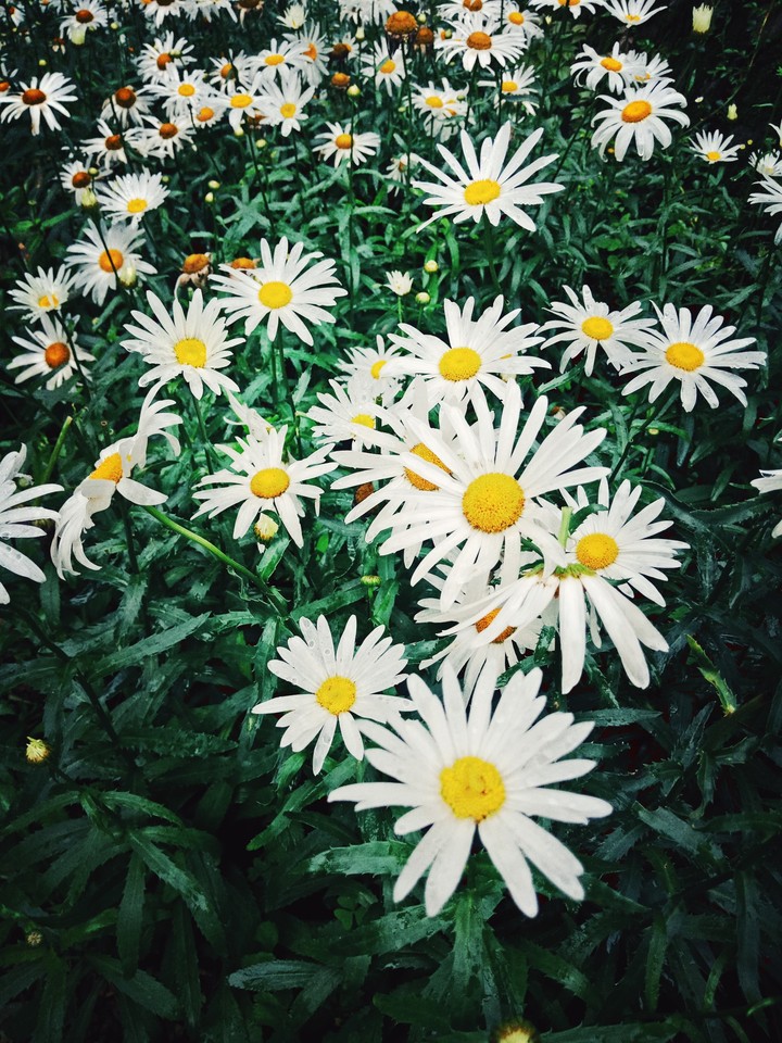 beautiful flowers