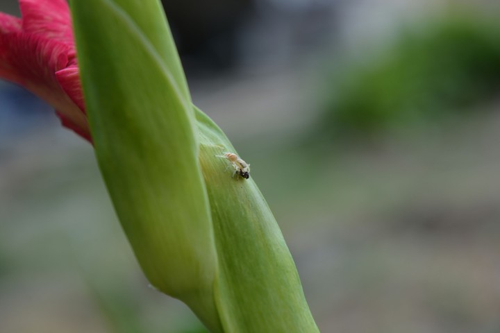 plant