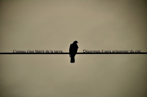 Solitary Bird Illustration