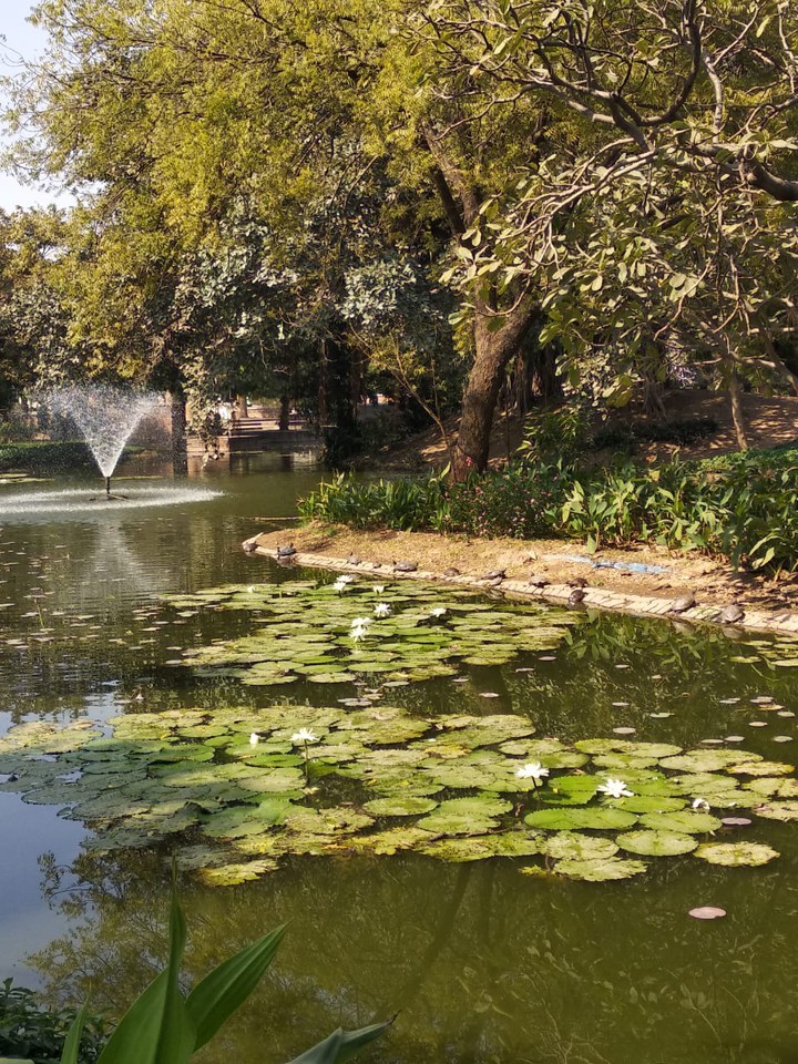 see the turtles, having sun bath