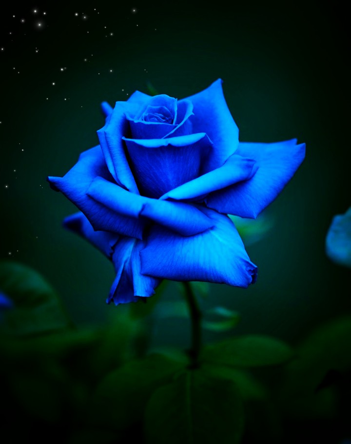 Blue Roses