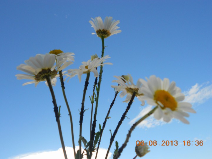 flowers