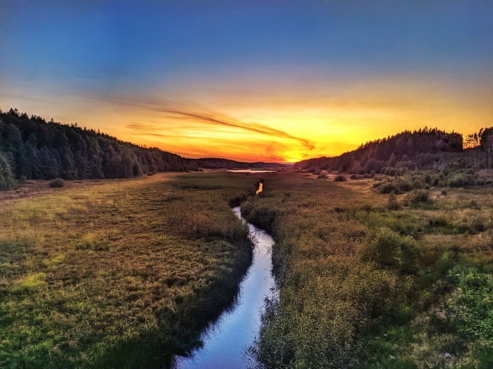 Stream in forest