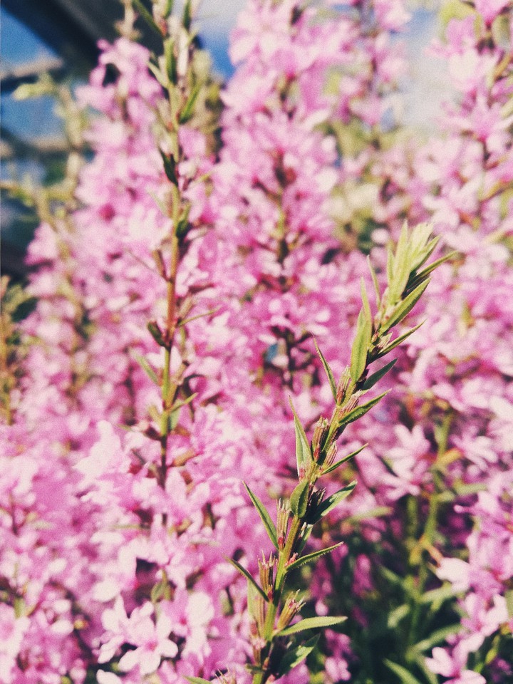 blossom