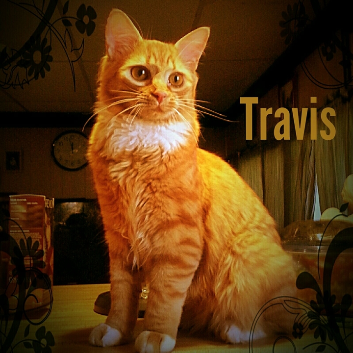 travis the kitty