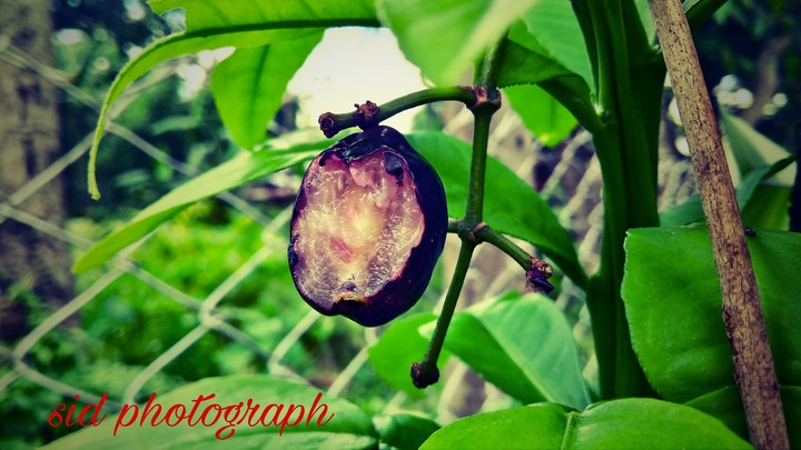fruit images