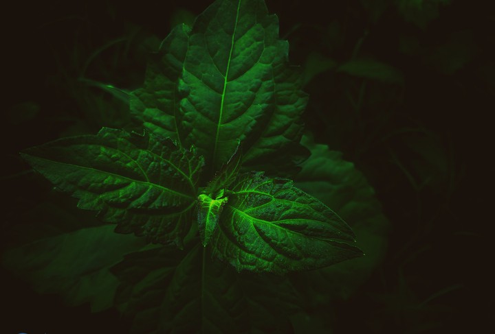blacky green