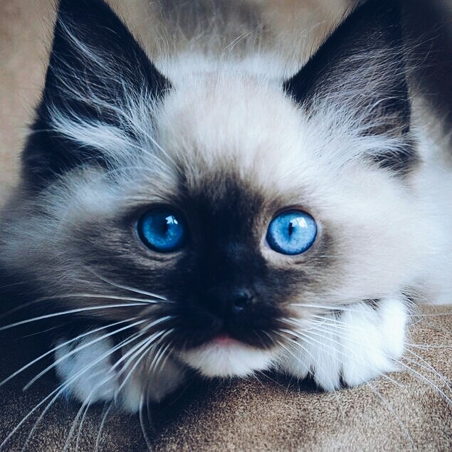 моя сиамская кошечка