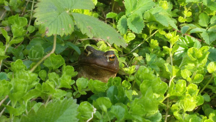 ☘️Жаба☘️