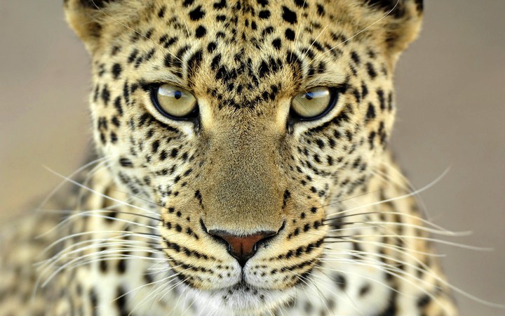Wild Beauty