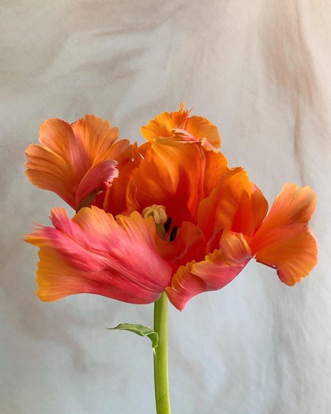tulips, irada háttérképek
