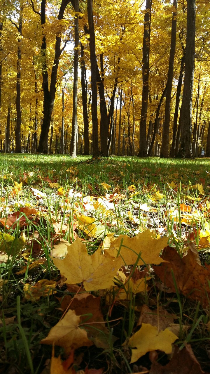 Golden leaves
