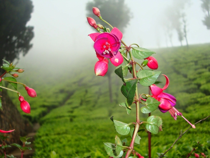flowers