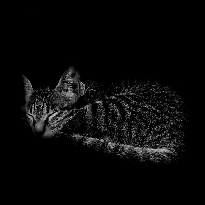 Curled Up Cat
