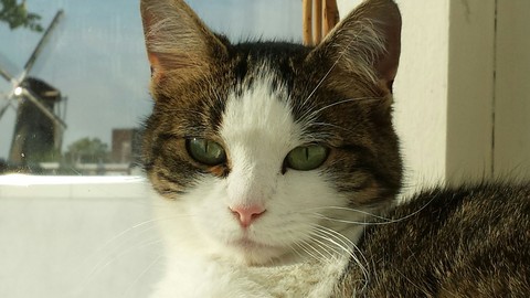Poes