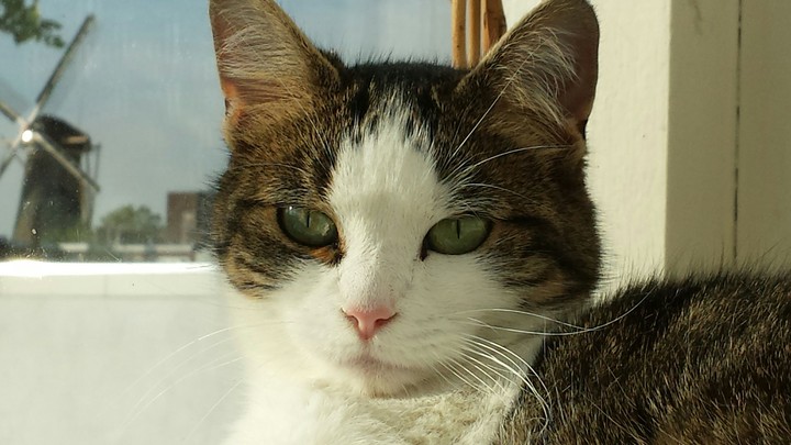 Poes