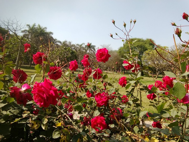 RED Rose flowers in garden