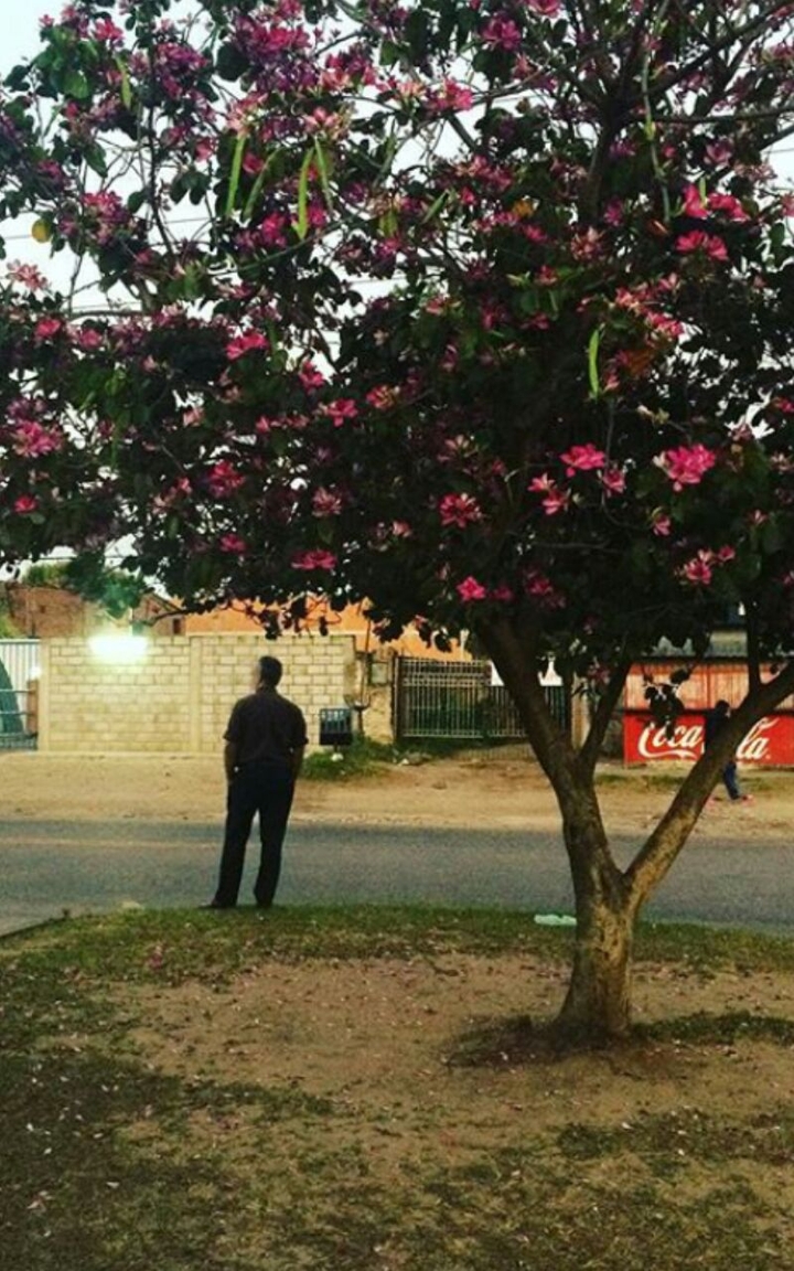 flores