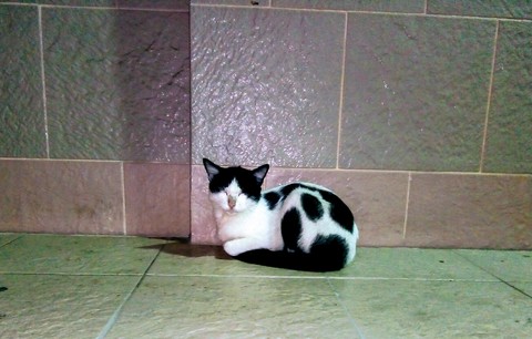 homeless cat..