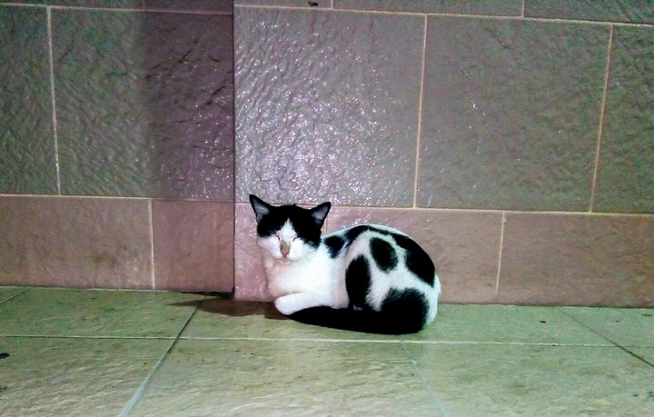 homeless  cat..