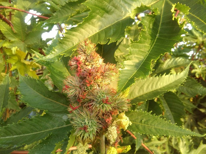 c o flowers