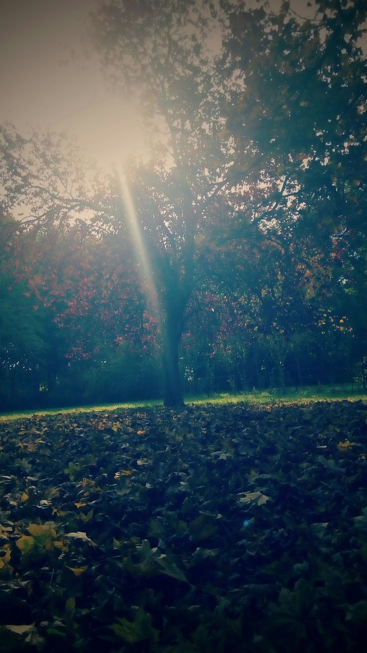 Beautiful autumn