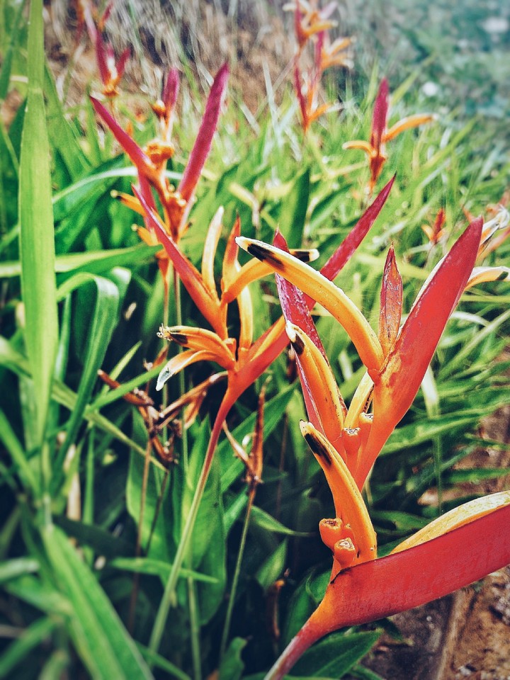 #flores