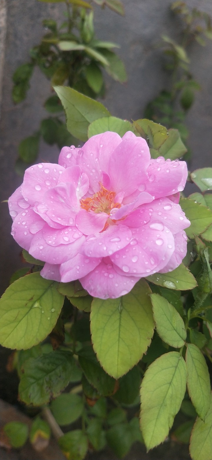 pink beauty