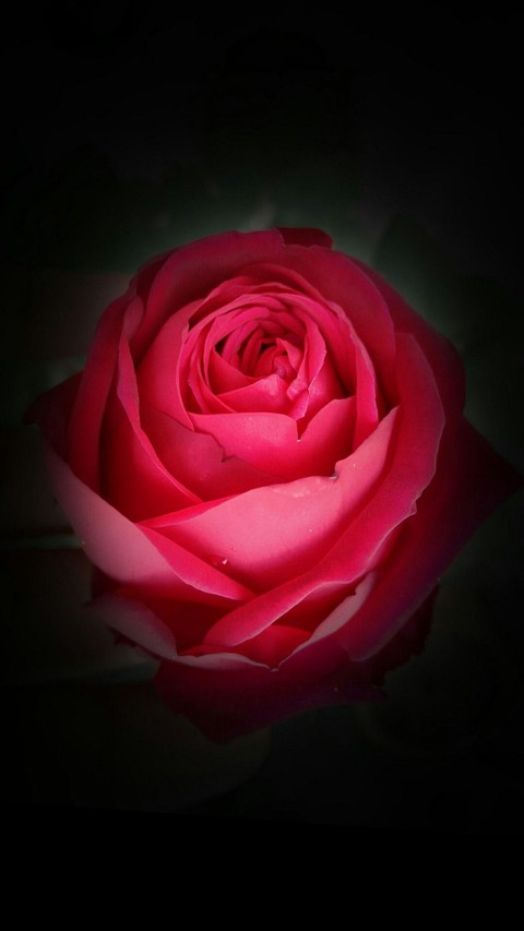 Rose rouge