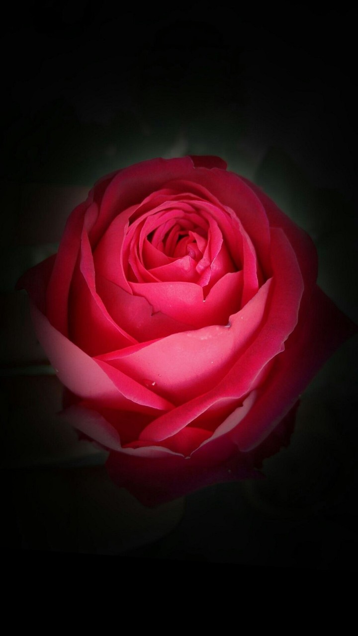 Rose rouge
