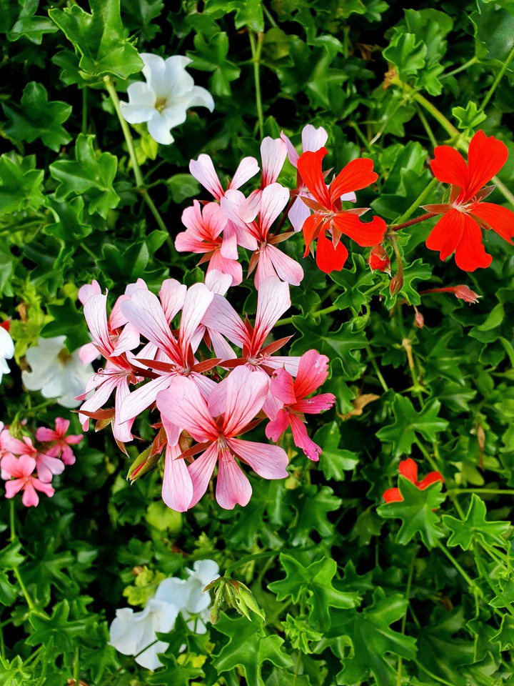 Flowers Colors