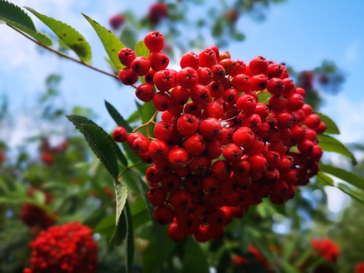 fruits